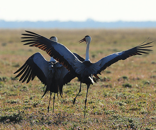 Whattled crane - Liuwa Plain NP