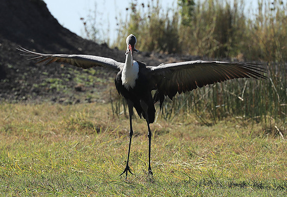 Wattled crane - Kafue NP