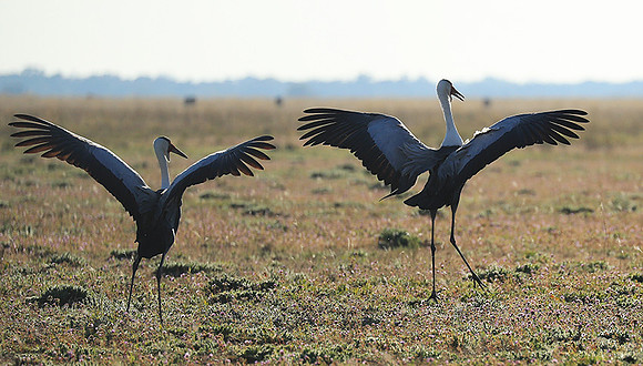 Whattled crane - Liuwa Plain NP