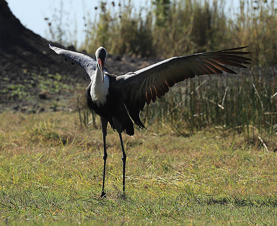 Wattled crane - Kafue NP