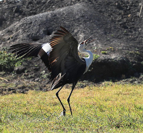Wattled crane mating dance