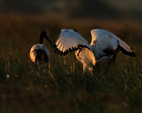 Sacred ibis - Kafue NP