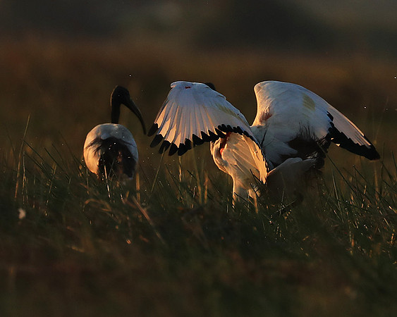 Sacred ibis - Kafue NP
