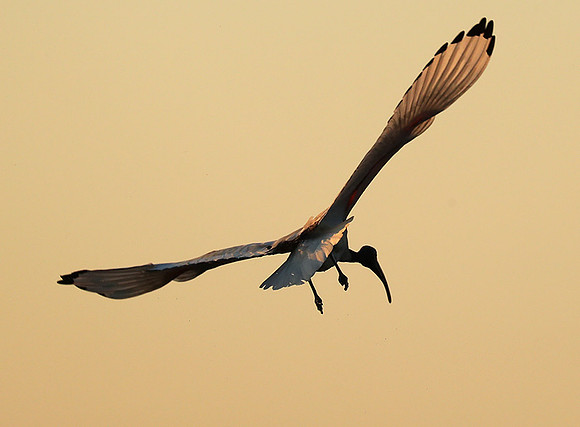 Sacred ibis - Kafue NP