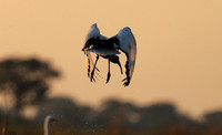 Sacred ibis - Kafue NP