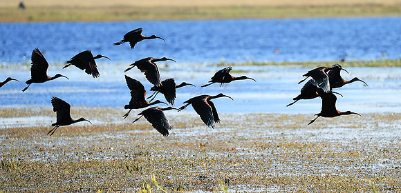 Glossy ibis - Liuwa Plain NP