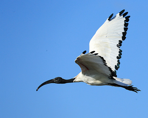 Sacred ibis - Kafue NP