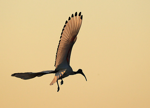 Sacred ibis - Kafue NP