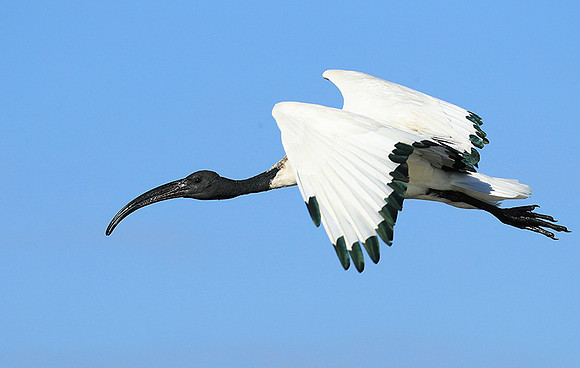 Sacred ibis - Kafue NP
