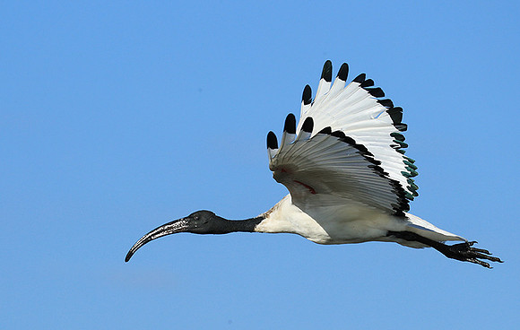 Sacred ibis - Kafue NP