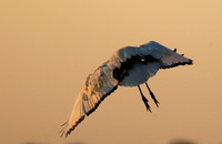 Sacred ibis - Kafue NP