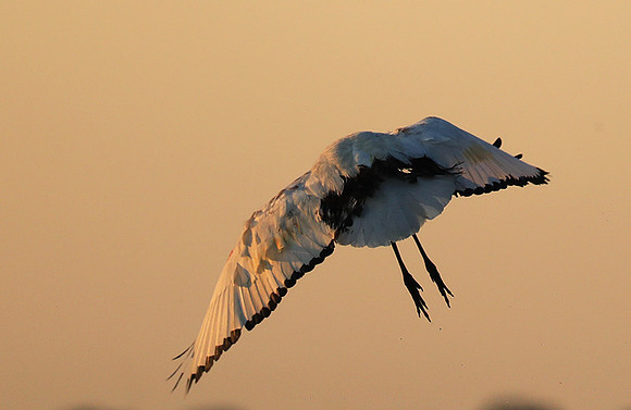 Sacred ibis - Kafue NP