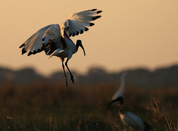 Sacred ibis - Kafue NP