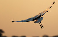 Sacred ibis - Kafue NP