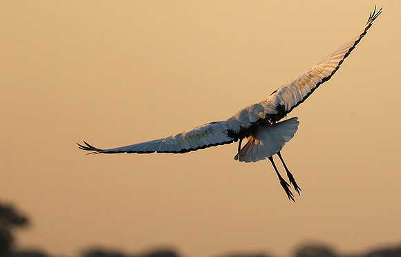 Sacred ibis - Kafue NP