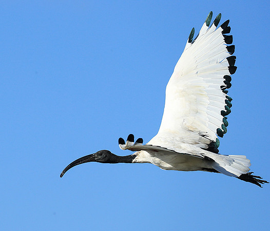 Sacred ibis - Kafue NP