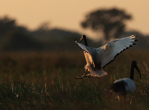 Sacred ibis - Kafue NP