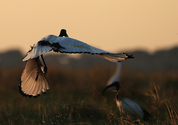 Sacred ibis - Kafue NP