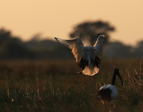 Sacred ibis - Kafue NP