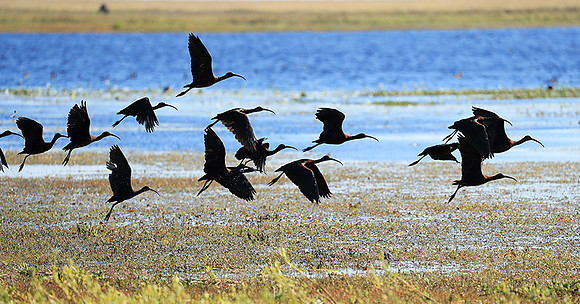 Glossy ibis - Liuwa Plain NP