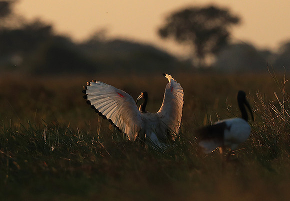 Sacred ibis - Kafue NP