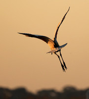 Sacred ibis - Kafue NP