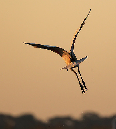 Sacred ibis - Kafue NP