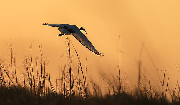 Sacred ibis - Kafue NP
