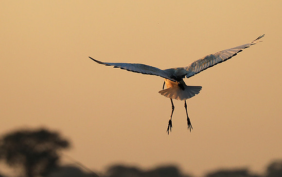 Sacred ibis - Kafue NP