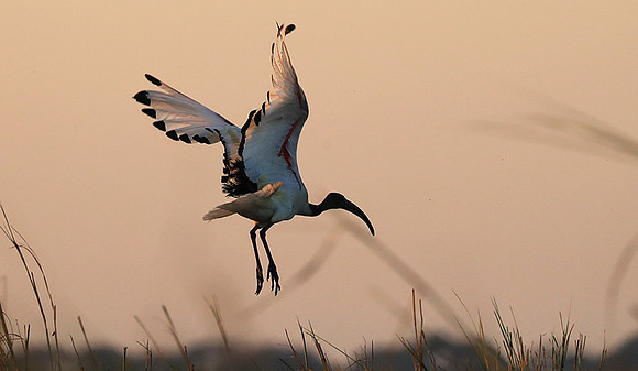 Sacred ibis - Kafue NP