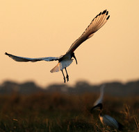 Sacred ibis - Kafue NP