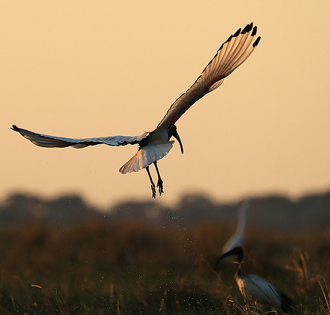 Sacred ibis - Kafue NP