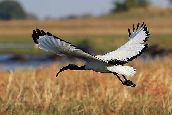 Sacred ibis - Kafue NP