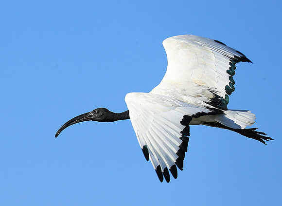 Sacred ibis - Kafue NP