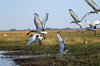 Sacred ibis - Kafue NP