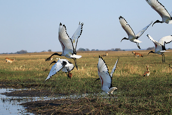 Sacred ibis - Kafue NP