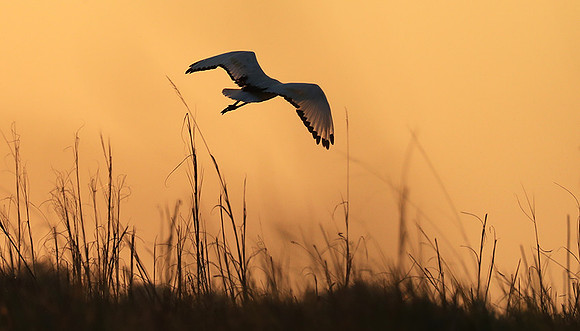 Sacred ibis - Kafue NP