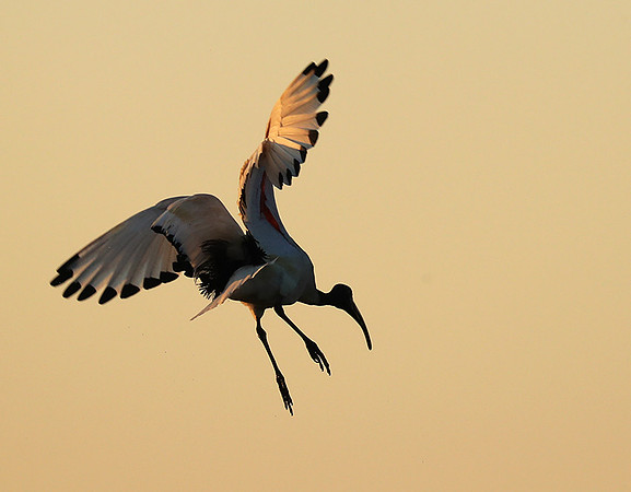 Sacred ibis - Kafue NP
