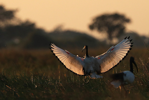 Sacred ibis - Kafue NP