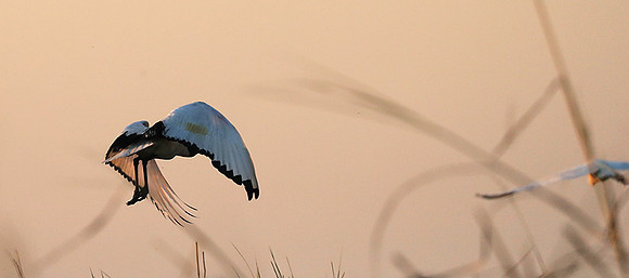 Sacred ibis - Kafue NP