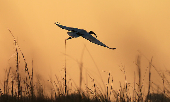 Sacred ibis - Kafue NP