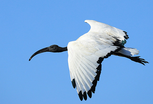 Sacred ibis - Kafue NP