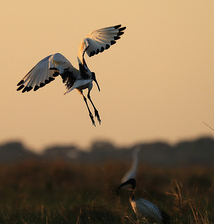 Sacred ibis - Kafue NP
