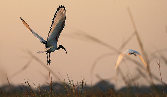 Sacred ibis - Kafue NP