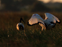 Sacred ibis - Kafue NP
