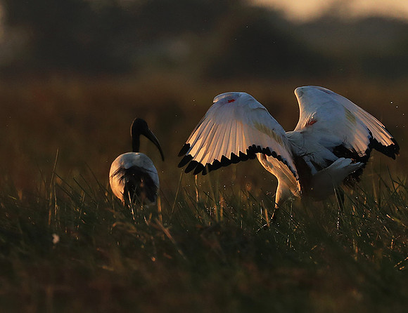 Sacred ibis - Kafue NP
