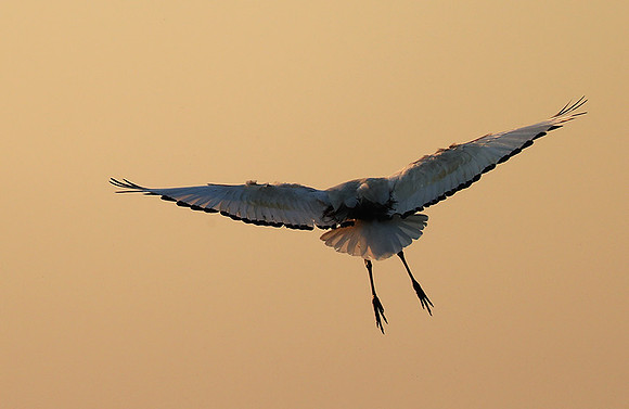 Sacred ibis - Kafue NP