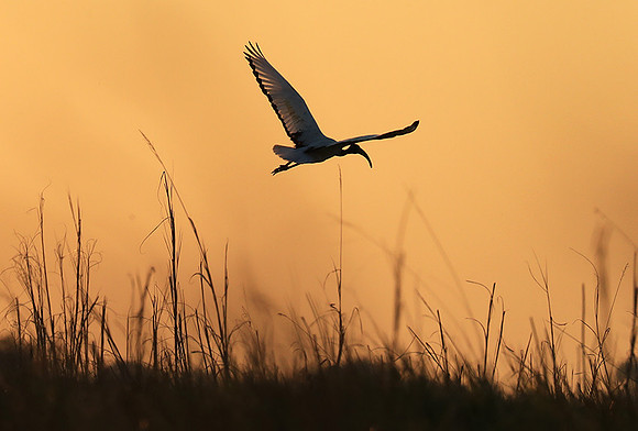 Sacred ibis - Kafue NP