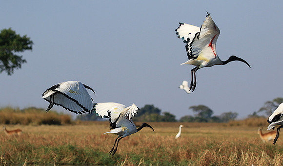 Sacred ibis - Kafue NP