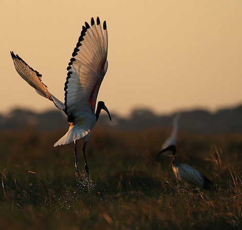 Sacred ibis - Kafue NP